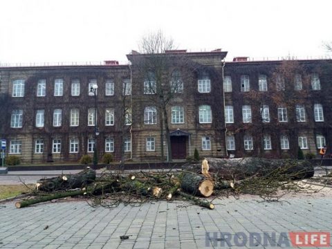 drzewo_kasztan