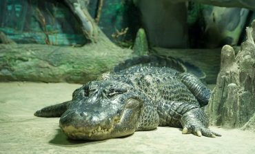 W moskiewskim zoo padł ze starości aligator Saturn, nazywany "aligatorem Hitlera"