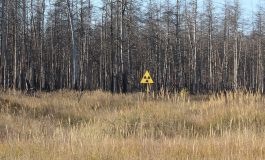 Ukraińskie władze potwierdzają: Rosyjscy żołnierze okopywali się w radioaktywnym "Czerwonym Lesie" w strefie czarnobylskiej (WIDEO)