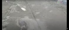 Co najmniej 170 martwych fok znaleziono na rosyjskim wybrzeżu Morza Kaspijskiego (WIDEO)