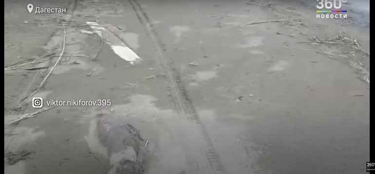 Co najmniej 170 martwych fok znaleziono na rosyjskim wybrzeżu Morza Kaspijskiego (WIDEO)