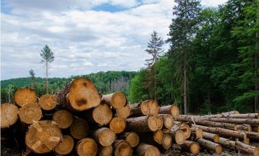 TASS: W Rosji zaczyna brakować drewna