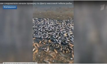 Następna katastrofa ekologiczna w Rosji? W Kałmucji masowo padają ryby (WIDEO)