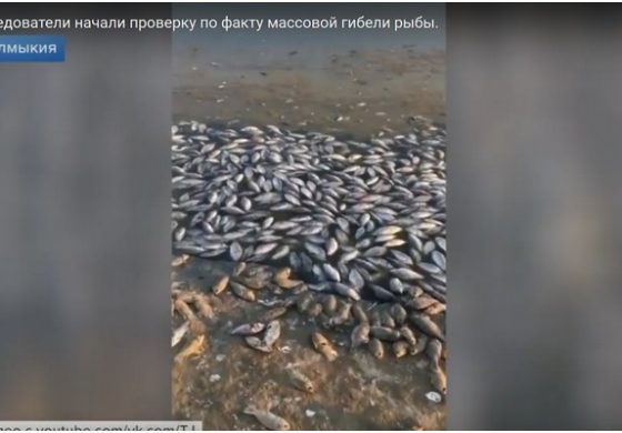 Następna katastrofa ekologiczna w Rosji? W Kałmucji masowo padają ryby (WIDEO)