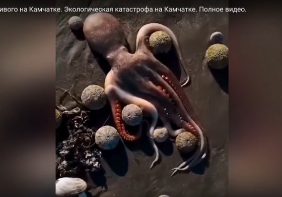 Kolejna katastrofa ekologiczna w Rosji. U wybrzeży Kamczatki masowo wymierają zwierzęta (WIDEO)