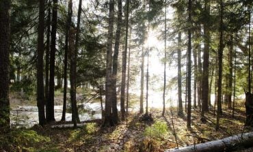 Na terenie Rosji w ramach akcji „Ratujmy las” posadzono 40 mln drzew. Finał akcji przewidywany jest na Krymie