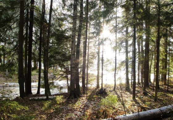 W lesie pod Moskwą grzybiarz znalazł ciało kolejnego rosyjskiego neonazisty