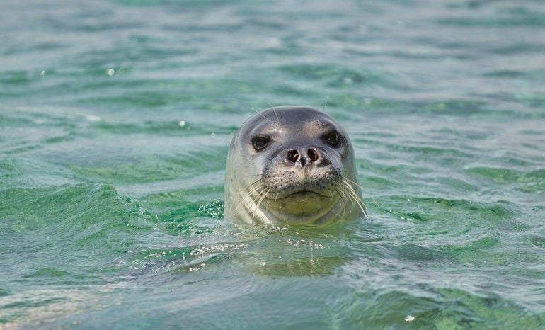 Coraz więcej gatunków zwierząt w Rosji zagrożonych wyginięciem