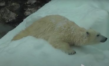 Niedźwiedzica polarna zaszła w głąb Rosji. Musiano ją ratować (WIDEO)