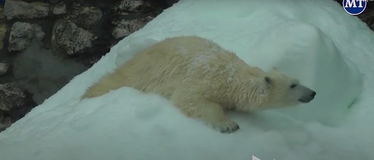 Niedźwiedzica polarna zaszła w głąb Rosji. Musiano ją ratować (WIDEO)