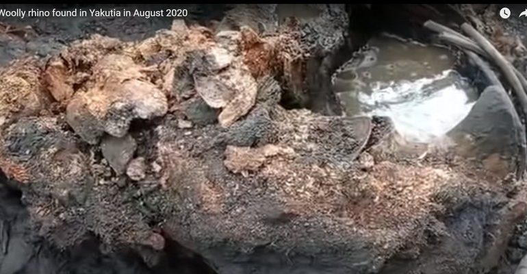Na Syberii znaleziono dobrze zachowanego nosorożca włochatego sprzed kilkudziesięciu tysięcy lat (WIDEO)