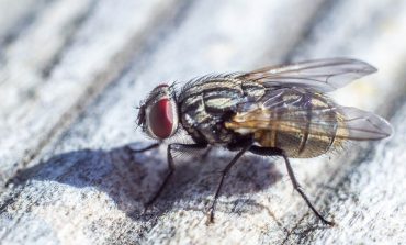 Kazachstan: Śmiertelne zatrucie środkiem owadobójczym