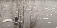 Syberia: Trzej młodzi mężczyźni płynęli rzeką na krze lodu. Złamali kwarantannę (WIDEO)
