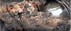 Rosja rozpoczyna badania prehistorycznych wirusów Rosja rozpoczyna badania prehistorycznych wirusów