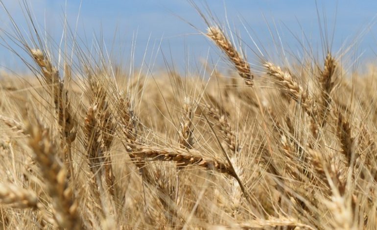 Nieoficjalnie: Turcja rozmawia z Ukrainą i Rosją o utworzeniu korytarza dla eksportu zboża