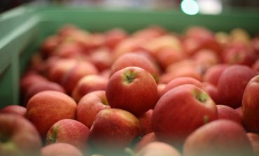 Niemal 100 proc. gruzińskiego eksportu jabłek trafia do Rosji