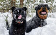 Syberia: Młoda dziewczyna przygarnęła kocię czarnej pantery Syberia: Młoda dziewczyna przygarnęła kocię czarnej pantery