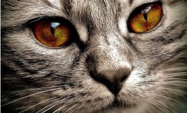 Rosyjscy miłośnicy zwierząt oburzeni na Aeorofłot po śmierci kotów w luku bagażowym samolotu