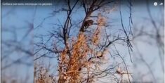 Na rosyjskim Dalekim Wschodzie pies natrafił na rzadkiego lamparta i pogonił go na drzewo (WIDEO)