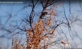 Na rosyjskim Dalekim Wschodzie pies natrafił na rzadkiego lamparta i pogonił go na drzewo (WIDEO)
