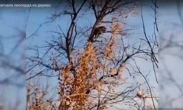 Na rosyjskim Dalekim Wschodzie pies natrafił na rzadkiego lamparta i pogonił go na drzewo (WIDEO)