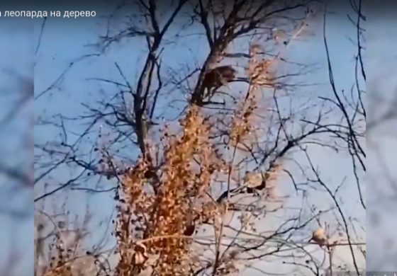 Na rosyjskim Dalekim Wschodzie pies natrafił na rzadkiego lamparta i pogonił go na drzewo (WIDEO)