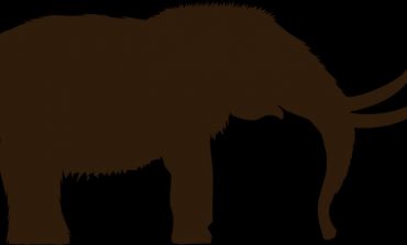 Ze szczątków mamuta znalezionego na Syberii pobrano najstarsze DNA