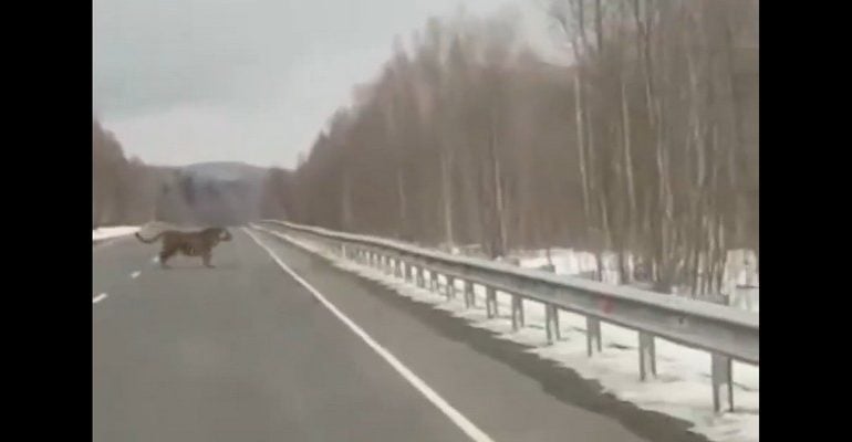 Ogromny tygrys syberyjski na drodze (WIDEO)
