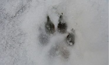 W Rosji zastrzelono gigantycznego wilka