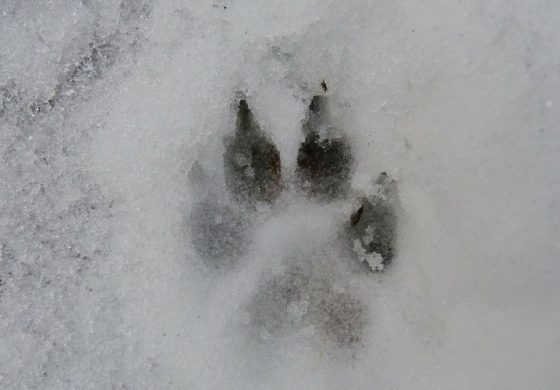 W Rosji zastrzelono gigantycznego wilka