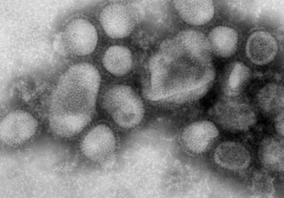 Epidemia świńskiej grypy w Bułgarii