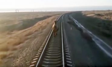 Wielbłąd na torach powodem opóźnienia pociągu w Rosji (WIDEO)