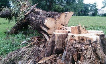 Drzewni kłusownicy poważnym problemem Rumunii