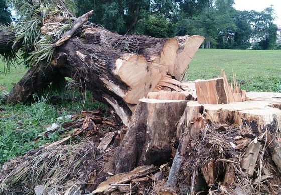 Drzewni kłusownicy poważnym problemem Rumunii