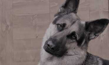 W obwodzie czelabińskim mężczyzna ukradł psa z kliniki weterynaryjnej i zjadł go