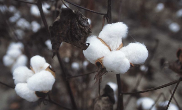 Uzbekistan kończy z przymusową produkcją bawełny