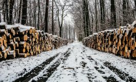 W ubiegłym roku na Ukrainie siedmiokrotnie zwiększył się nielegalny wyręb lasów