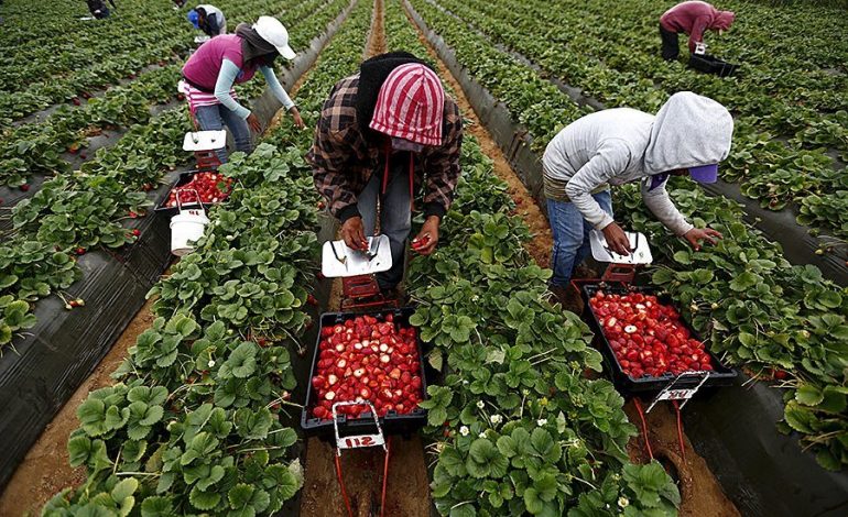 Polska zdecydowała o ułatwieniach w podejmowaniu pracy przez pracowników sezonowych ze Wschodu