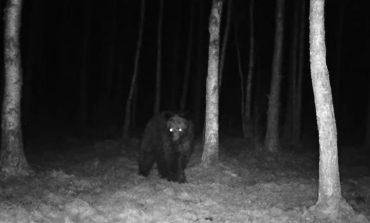 Niedźwiedź brunatny powraca do Puszczy Białowieskiej (WIDEO)