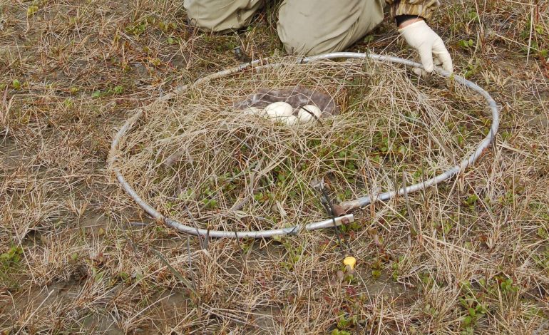 Ptasia grypa uderza w Kazachstan