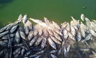 Pomór ryb w obwodzie żytomierskim (WIDEO)
