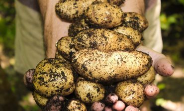 Ukraina zamierza zabronić importu ziemniaków z Rosji