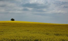 Na Ukrainie od odzyskania niepodległości nielegalnie sprywatyzowano ponad 5 mln ha ziemi