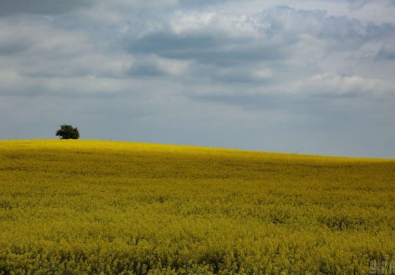 Na Ukrainie od odzyskania niepodległości nielegalnie sprywatyzowano ponad 5 mln ha ziemi