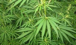 Uzbekistan będzie uprawiał cannabis dla Maltańczyków