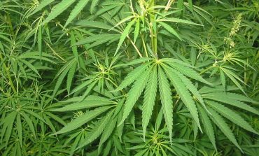 Uzbekistan będzie uprawiał cannabis dla Maltańczyków