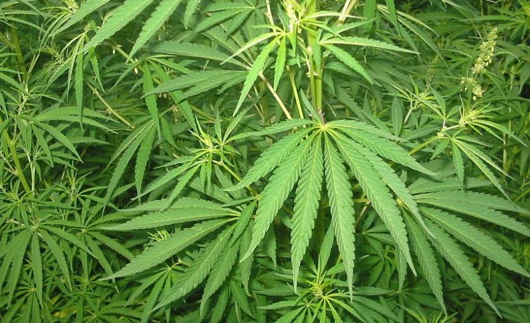 Uzbekistan będzie uprawiał cannabis dla Maltańczyków