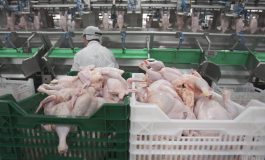 Państwowa Służba Ukrainy ds. Bezpieczeństwa Żywności i Ochrony Konsumentów wykryła salmonellę w transporcie drobiu z Polski
