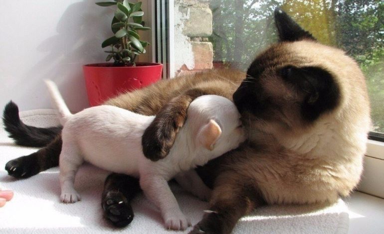 W Rosji zarejestrowano pierwszą na świecie szczepionkę przeciw Covid-19 dla zwierząt