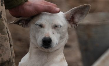 Pies uratował życie ukraińskim żołnierzom w Donbasie (dzięki niemu nie wdepnęli w minę). Zwierzak przeżył i ma się dobrze